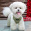Cat Harness and Leash Set Adjustable Reflective Breathable 4