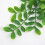 Artificial Scindapsus Vine Garland 6ft 6