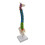 Colored Human Spine Skeleton Model with Stand and Pelvis 3