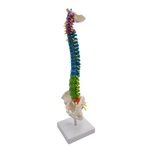 Colored Human Spine Skeleton Model with Stand and Pelvis 2