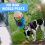 ZOUYUE Retractable Dog Leash Blue 16 FT 5
