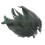 Black Chicken Feathers for Crafts 50 Pieces 1