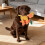 Indestructible Plush Dog Toys Durable Teeth-Cleaning 4