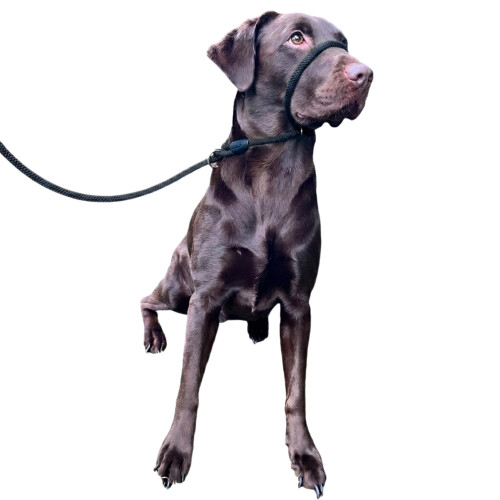 No More Pulling! Anti Pull Lead Field Figure 8 / Halter/Head Collar One Size Fit