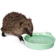 Hedgehog Water Bowl - Jacobi Jayne Hedgehog Water Dish - Weather Resistant, Fr
