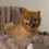 Scruffs Scruffs Aspen Dog/Pet Blanket 1
