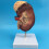 Human Kidney Anatomical Model Enlarged 2X with Accurate 1