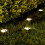 4PCS User Friendly Solar Operated LED Light Dog Paws-White 6