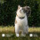 Tractive Smart Cat Tracker Mini | 2026 Edition | #1 Cat GPS | Real-Time Location 8