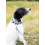Rosewood Rosewood Blue Checkerboard Dog Collar – Adjustable Pet Collar for Small, Medium, 4