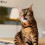 thrive Cat 100% COMPLETE - SARDINE AND MACKEREL (pack of 12) 7