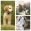 DDJ for Tile Life360 Sticker (2024) Tracker Cat Collar Case, 2-Pack Silicone Ant 9