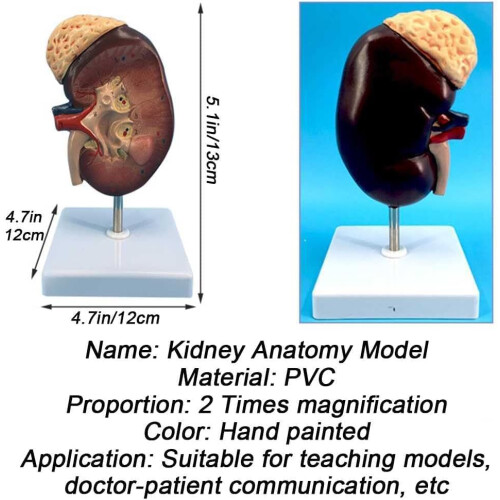 Human Kidney Anatomical Model Enlarged 2X with Accurate 1