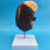 Human Kidney Anatomical Model Enlarged 2X with Accurate 5