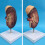 Human Kidney Anatomical Model Enlarged 2X with Accurate 6