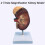 Human Kidney Anatomical Model Enlarged 2X with Accurate 7