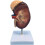 Human Kidney Anatomical Model Enlarged 2X with Accurate 8