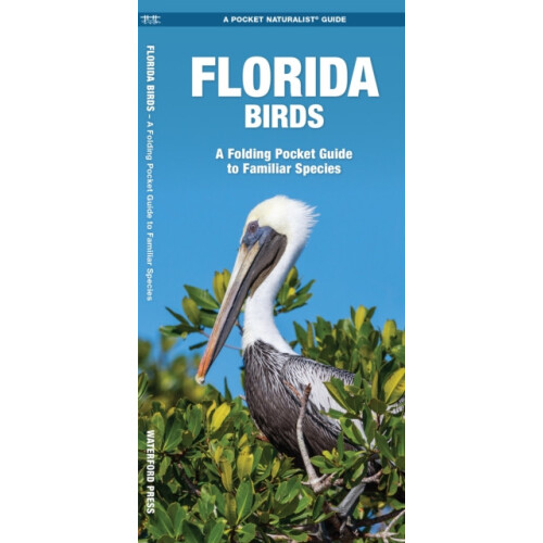 Florida Birds by James Kavanagh Paperback Book
