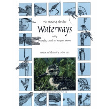 The Nature of Floridas Waterways Including Dragonflies Cattails and Ma