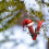 Christmas Tree Ornaments Acrylic Red 3.1 Inch 4