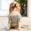 Dog Hoodie with Hat and Pocket Windproof Apparel 5