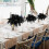 Black Ostrich Feathers Pack 20 pcs 8-10 inch for Home 6