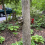 Sculptures d'arbres de jardin Quiet Frog Tree Peeker B 5