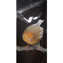 200 Bird Split Rings Multi Colours Canary /Finch etc 3mm With Free Applicator