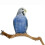 Natural Parrot Perch Bird Stand Pole Wild Tree Stick Paw Grinding Fork Parakeet 1