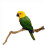 Natural Parrot Perch Bird Stand Pole Wild Tree Stick Paw Grinding Fork Parakeet 10