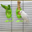 Plastic Bird Feeding Holder for Cuttlebone on Cage Parrot Cage Stands Parrots H0 1