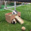 (Updated design) Guinea Pig Castle. Shelter/house hide. 5