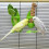 Plastic Bird Feeding Holder for Cuttlebone on Cage Parrot Cage Stands Parrots H0 2