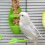 Plastic Bird Feeding Holder for Cuttlebone on Cage Parrot Cage Stands Parrots H0 3
