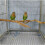 Natural Parrot Perch Bird Stand Pole Wild Tree Stick Paw Grinding Fork Parakeet 4