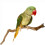 Natural Parrot Perch Bird Stand Pole Wild Tree Stick Paw Grinding Fork Parakeet 6