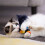 Interactive Cat Toy with Animal Sounds and Squeak Feature 6