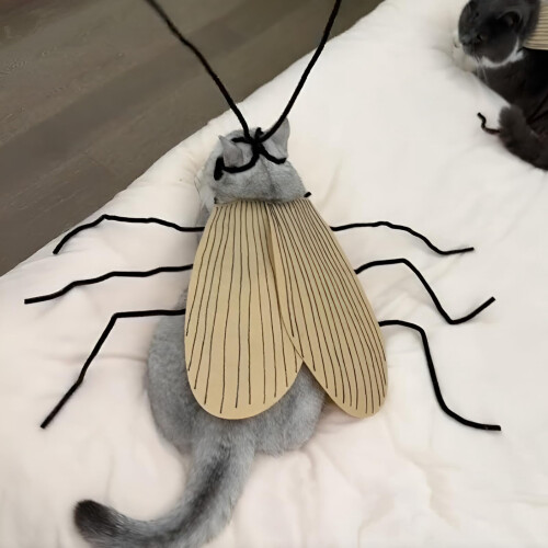 Cat Cockroach Costume DIY Kit with Antennae 2