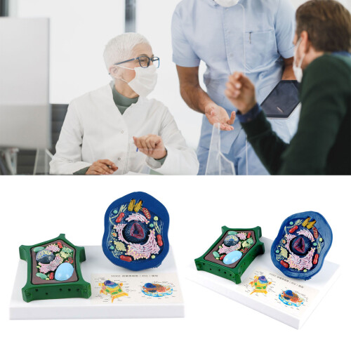 Animal Plant Cell Structure Anatomy Model For Biology Teaching 1