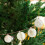 Christmas Balls Shatterproof 4 pcs 3.15 inch White 4