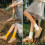 Women Ankle Socks Lace Edge Solid Color 3 Pairs White 3