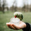 Clear Plastic Bird Feeding Bowls for Parrots 7 pcs 4
