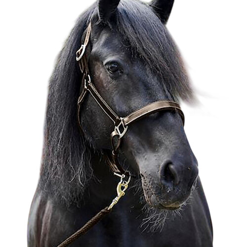 (Cob, Brown) Firefoot Leather Padded Horse Headcollar