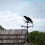 Μεταλλικό ανεμοδείκτη Eagle and Sailing Boat 1 σετ 3