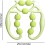12-rullers benafslappende med 9-hjuls klemme lyserød blå 5