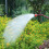 Greenhouse watering device with 4 taps and long pole 7