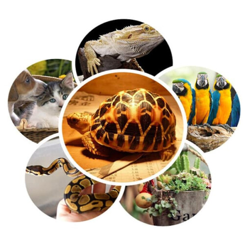 Reptile Heat Lamp for Winter Pet Heating 2
