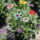 Wasserdichte Sonnenblumen-Windmühle für den Außenbereich, 2
