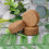 Kokosfaser-Kokos-Pellet, Nährboden, leicht,-Braun 10
