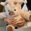 Λούτρινο παιχνίδι Highland Cow 45cm, εξαιρετικά μαλακό λούτρινο ζωάκι, σφρ 5
